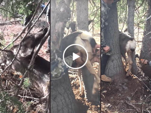 Deer freed from between two trees by hunters (Video)