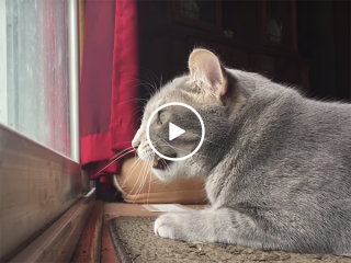A cat mumbles to itself as it looks out the window (Video)