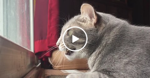 A cat mumbles to itself as it looks out the window (Video)