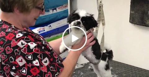 Dog sings to groomer (Video)