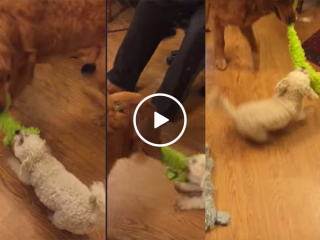 Little dog vs Big dog in a tug of war (Video)