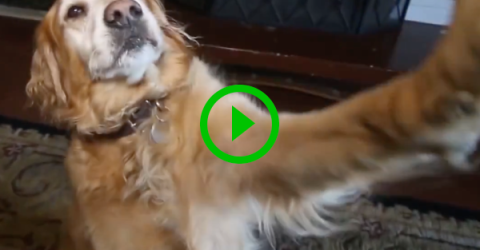 Dog does Lindsey Lohan and Paris Hilton impersonation (Video)