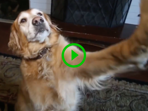 Dog does Lindsey Lohan and Paris Hilton impersonation (Video)