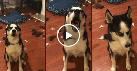 Husky has argument with owner over bedroom (Video)