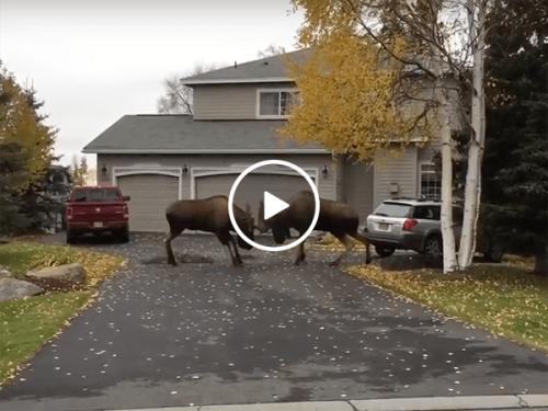 Two moose clash on a driveway in Alaska (Video)