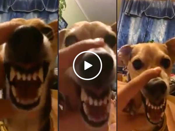 Dog's growl is terrifyingly fantastic (Video)