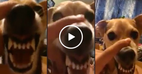Dog's growl is terrifyingly fantastic (Video)