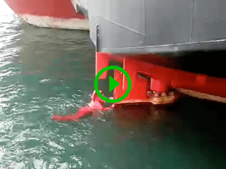 Guy jumps into water to save cat (Video)