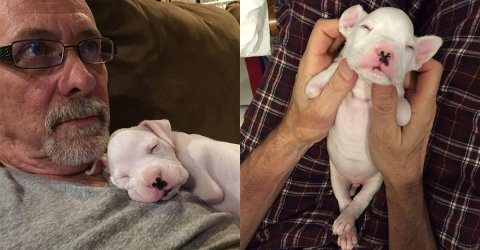 Puppy born without front legs finds loving family (8 Photos)
