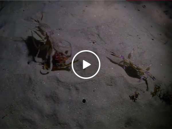 Octopus hunting a crab gets ninja'd by seal