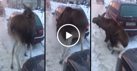 Moose sits down in front of car on the road