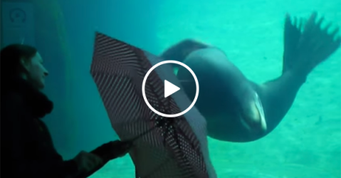 Sea Lion at aquarium mesmerised by umbrella (Video)