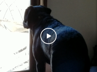 Dog growls at lifelike snow man outside (Video)