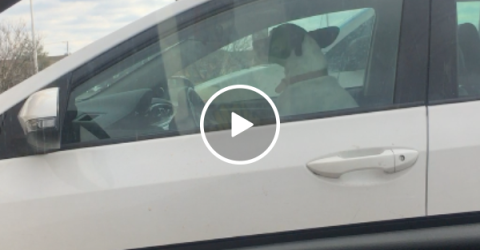 Angry dog honks horn after being left in car (Video)