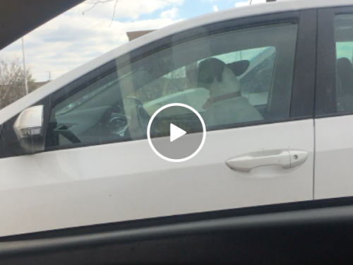 Angry dog honks horn after being left in car (Video)