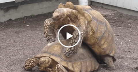 Two tortoises' having weird loud sex (Video)