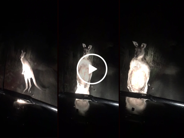 Kangaroo picks a fight with a car