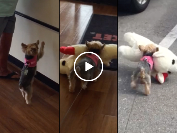 Dog gets a new toy and can't contain it's excitement (Video)