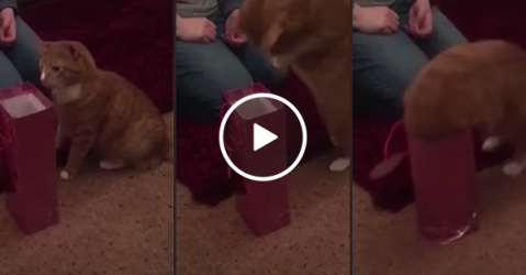 Ginger cat has a cute dive into a wine bag (Video)