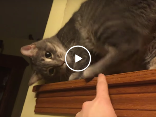 Cat does not like being poked by owner (Video)