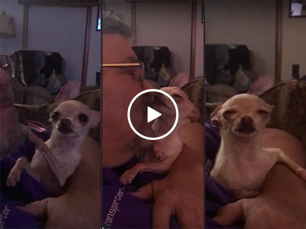 Small dog loves to get kisses from owner (Video)