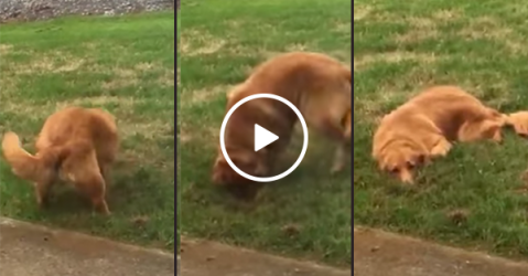 Dog busted trying to dig hole in front yard (Video)