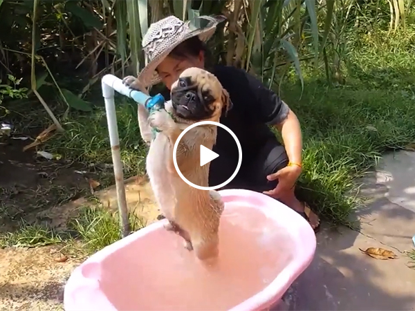 Just a pug getting a scrub in a tub (Video)