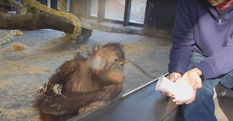 Monkeys doing things is the best thing (17 GIFs)