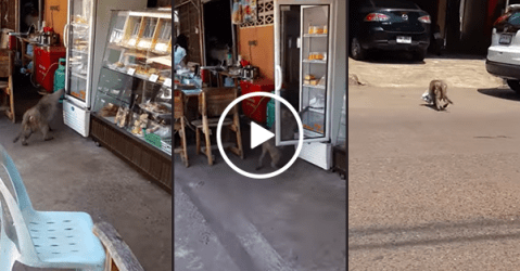 Monkey steals milk from refrigerator on street (Video)