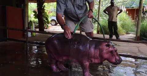 Adorable baby hippo stuck in mud pit is rescued and given a happy life