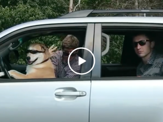 Duber is the new dog driven uber (Video)