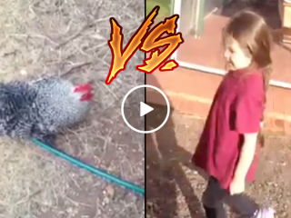 Rooster chases little girl out of yard (Video)