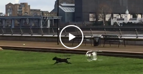Chair chases dog through the park (Video)