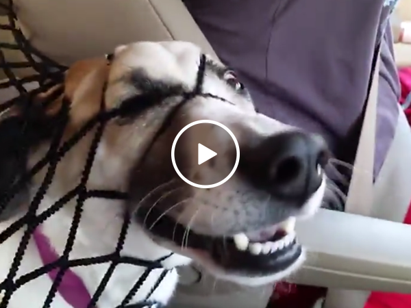 Hilarious dog pushes face through car barrier for attention (Video)