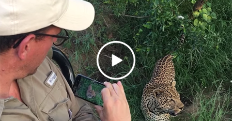 An incredible up close encounter with a wild Leopard (Video)
