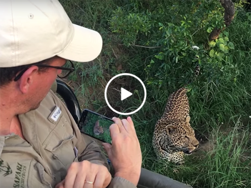 An incredible up close encounter with a wild Leopard (Video)