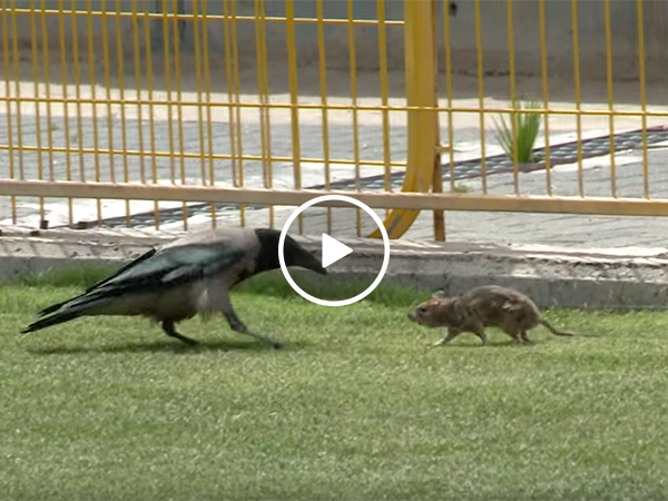 Crow and rat get in a fight