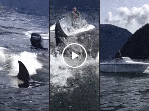 Boaters caught in middle of orca attack