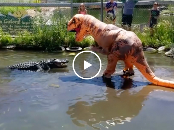 Darwin Award Nominee taunts 500-pound gator dressed as T-Rex (Video)