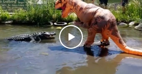 Darwin Award Nominee taunts 500-pound gator dressed as T-Rex (Video)