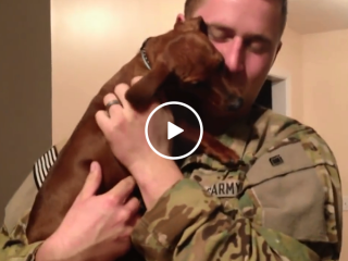 Overjoyed dachshund greets returning soldier (Video)