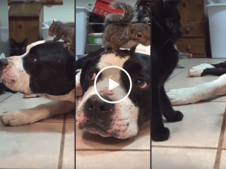 Dog protects baby squirrel from cat (Video)