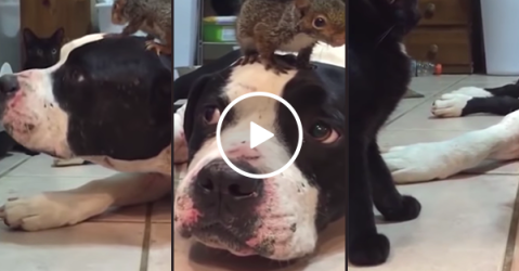 Dog protects baby squirrel from cat (Video)