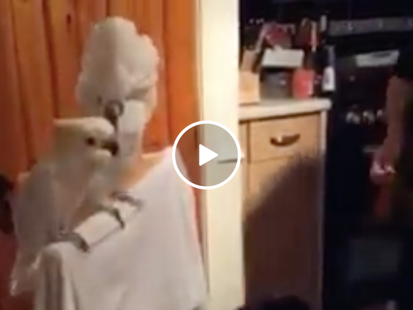 Dude serenades his birds, but only one&#039;s feeling it (Video)