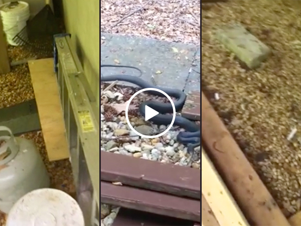 Guy has a little bit of a snake problem... wait for it (Video)