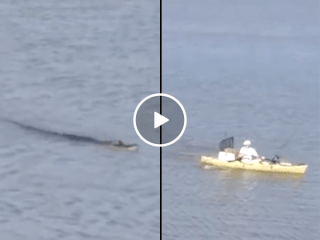 The last thing you want following you in canoe is an alligator (Video)