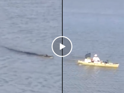 The last thing you want following you in canoe is an alligator (Video)