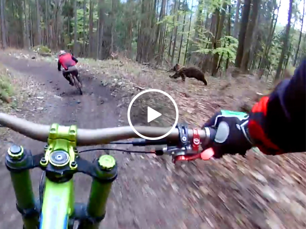 Bear tries to play a friendly game of tag with mountain bikers (Video)