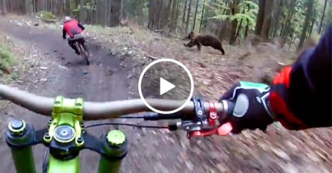 Bear tries to play a friendly game of tag with mountain bikers (Video)