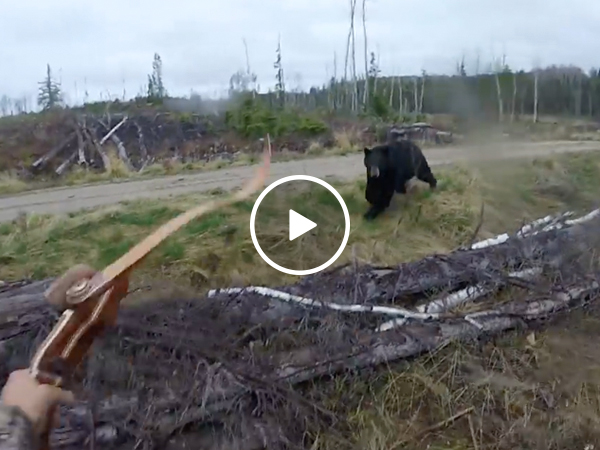 Black bear charges man, shows what certain death looks like (Video)